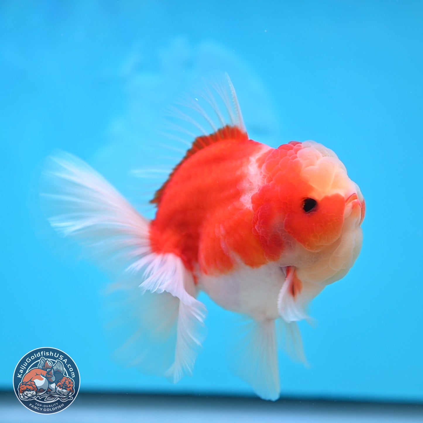 Sakura Rose Tail Oranda 3.5 inches Body - Male (250207_OR03)