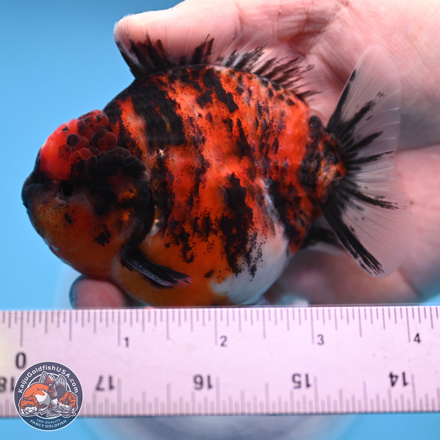 Tricolor Tiger YuanBao Oranda 3.5 inches Body - Male (250307_OR03)