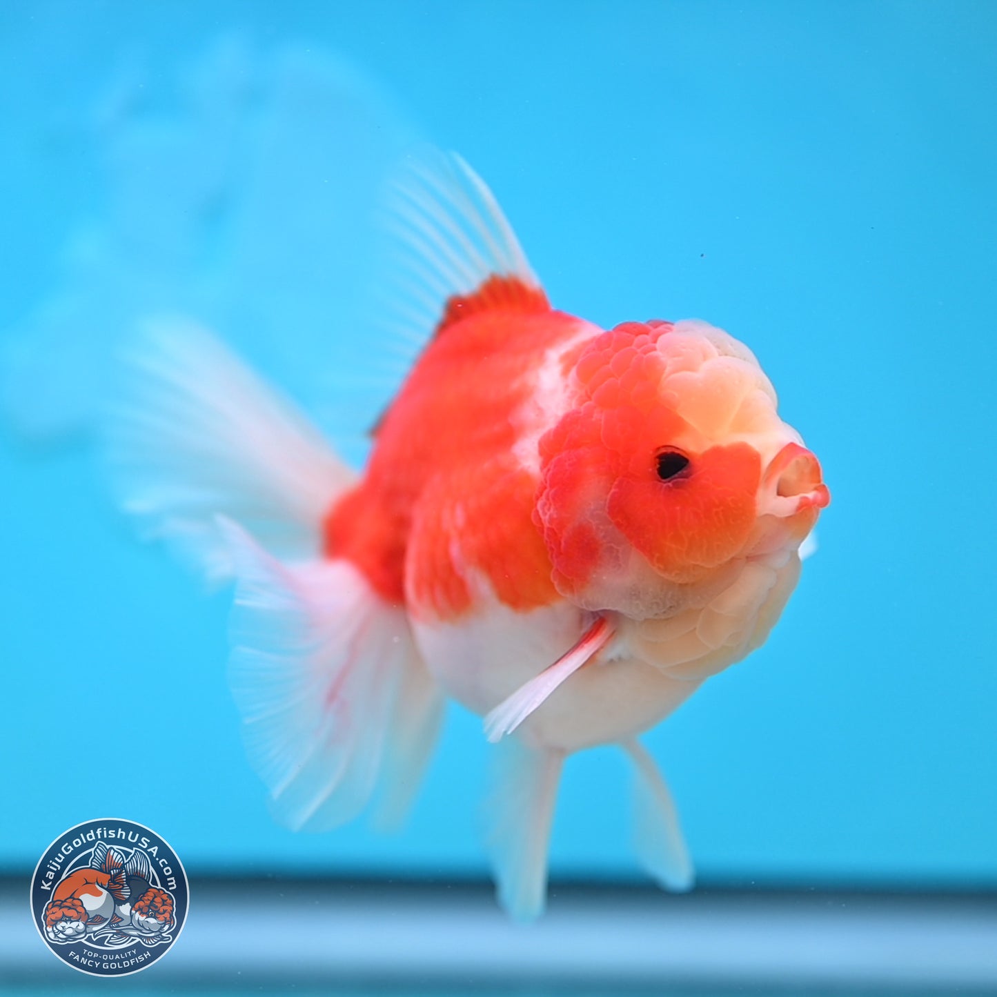 Sakura Rose Tail Oranda 3.5 inches Body - Male (250207_OR03)