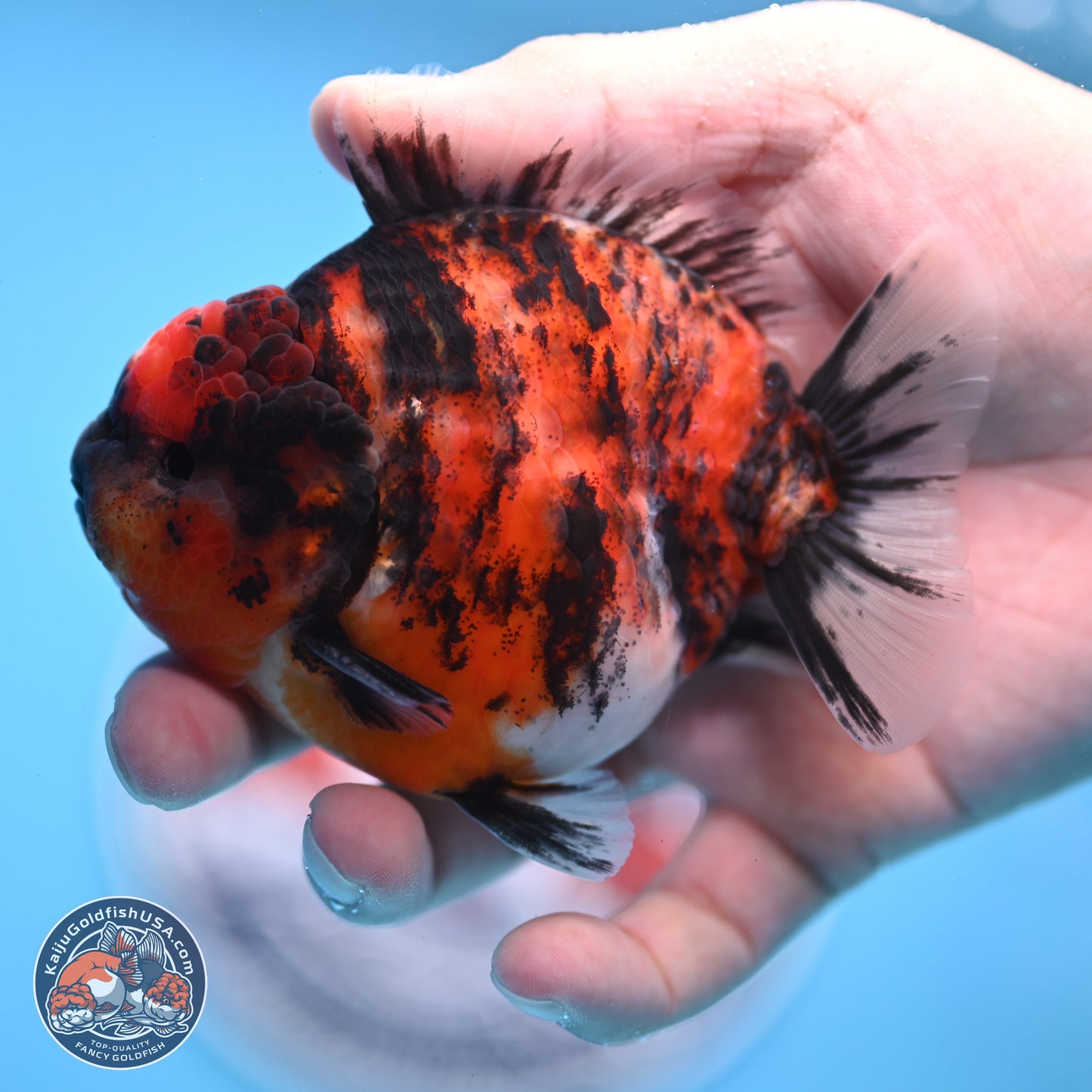Tricolor Tiger YuanBao Oranda 3.5 inches Body - Male (250307_OR03)