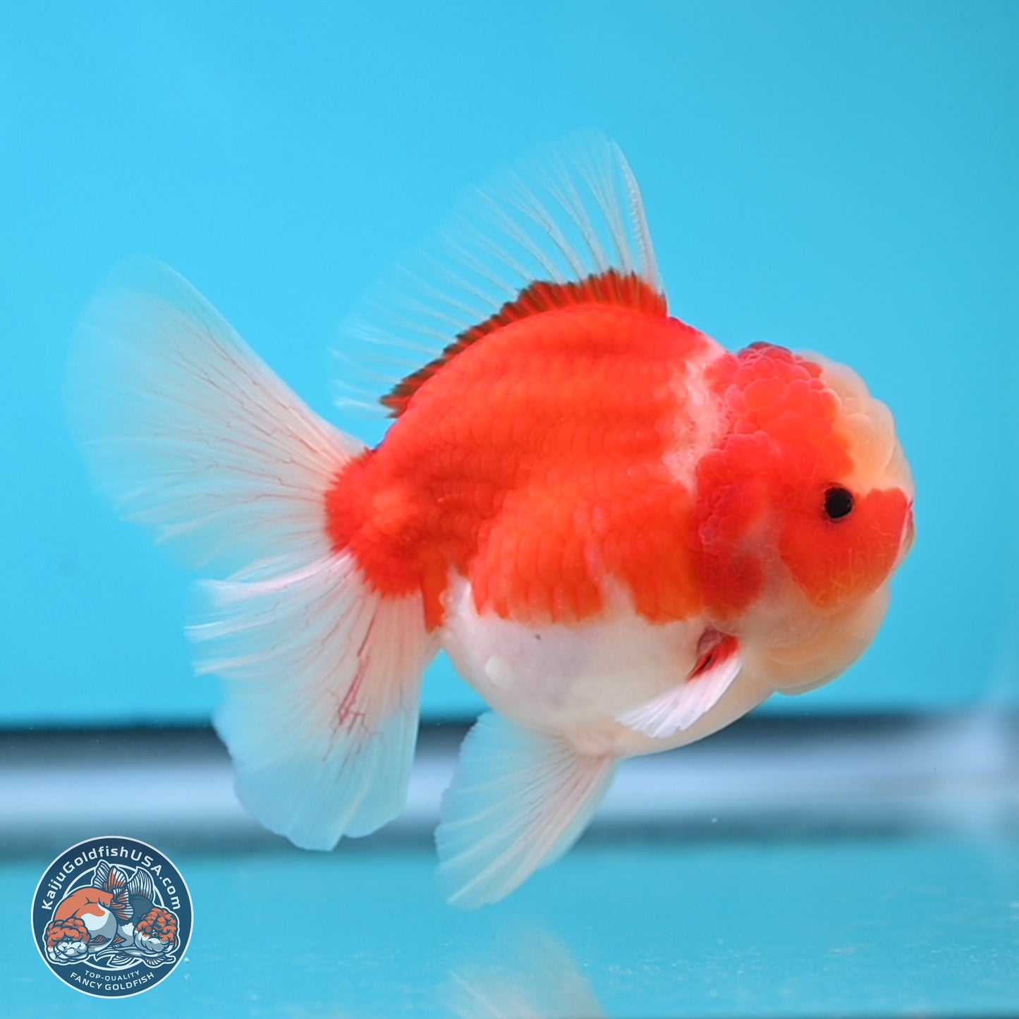 Sakura Rose Tail Oranda 3.5 inches Body - Male (250207_OR03)