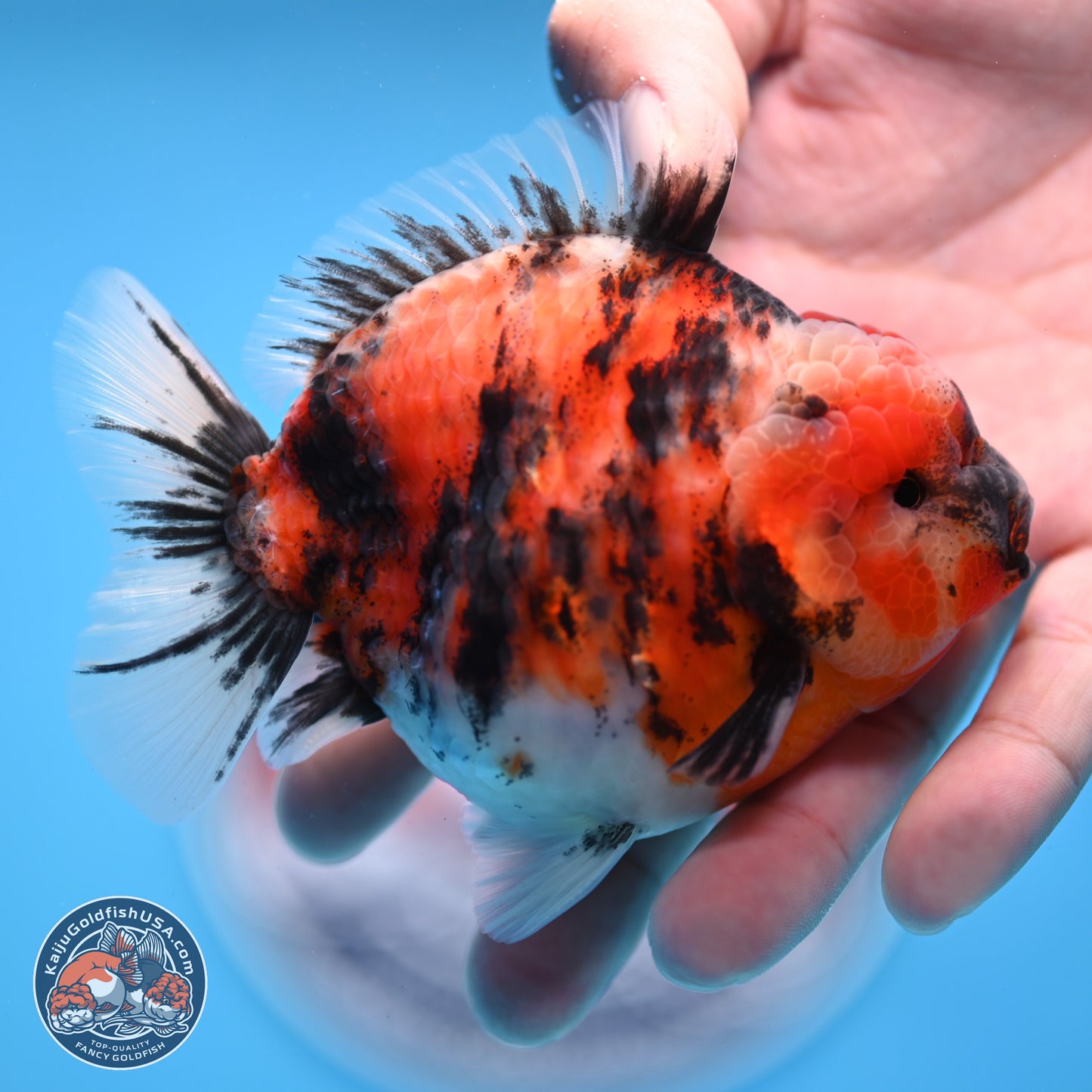 Tricolor Tiger YuanBao Oranda 3.5 inches Body - Male (250307_OR03)