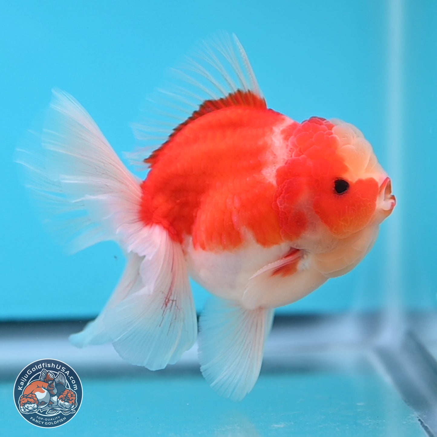 Sakura Rose Tail Oranda 3.5 inches Body - Male (250207_OR03)