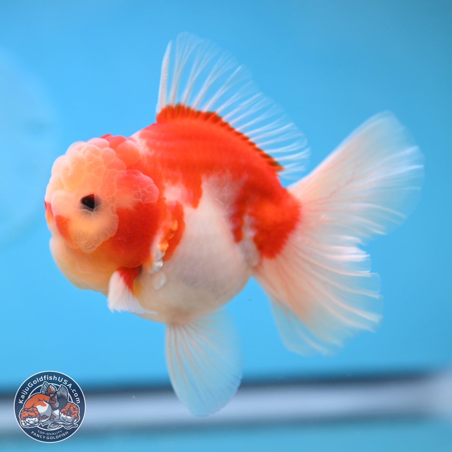 Sakura Rose Tail Oranda 3.5 inches Body - Male (250207_OR03)