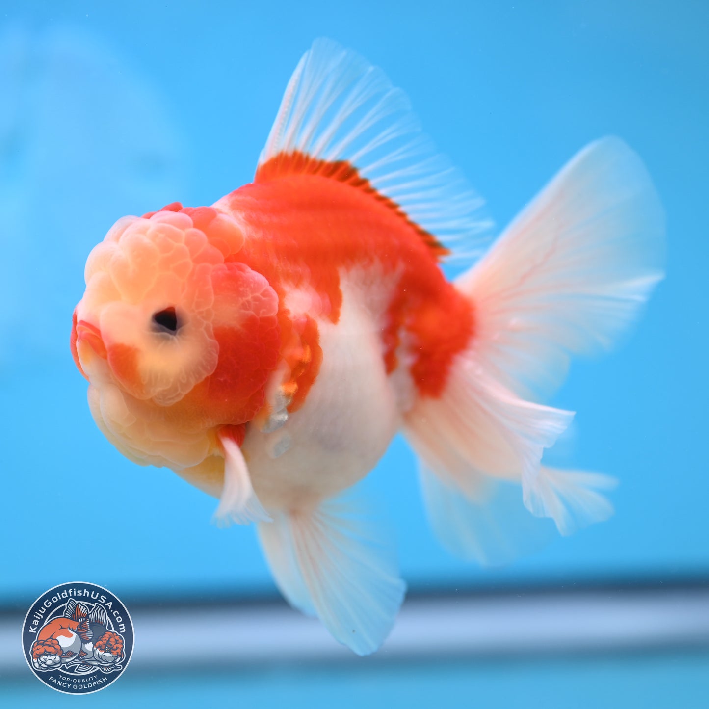 Sakura Rose Tail Oranda 3.5 inches Body - Male (250207_OR03)