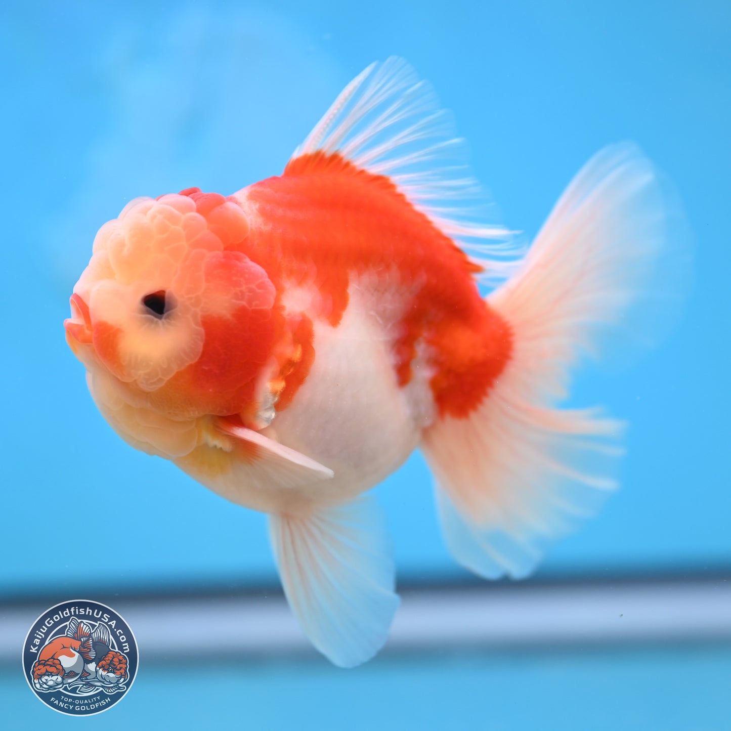 Sakura Rose Tail Oranda 3.5 inches Body - Male (250207_OR03)