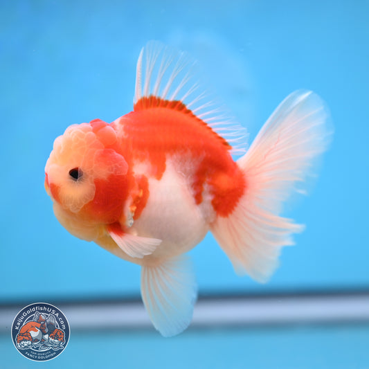 Sakura Rose Tail Oranda 3.5 inches Body - Male (250207_OR03)