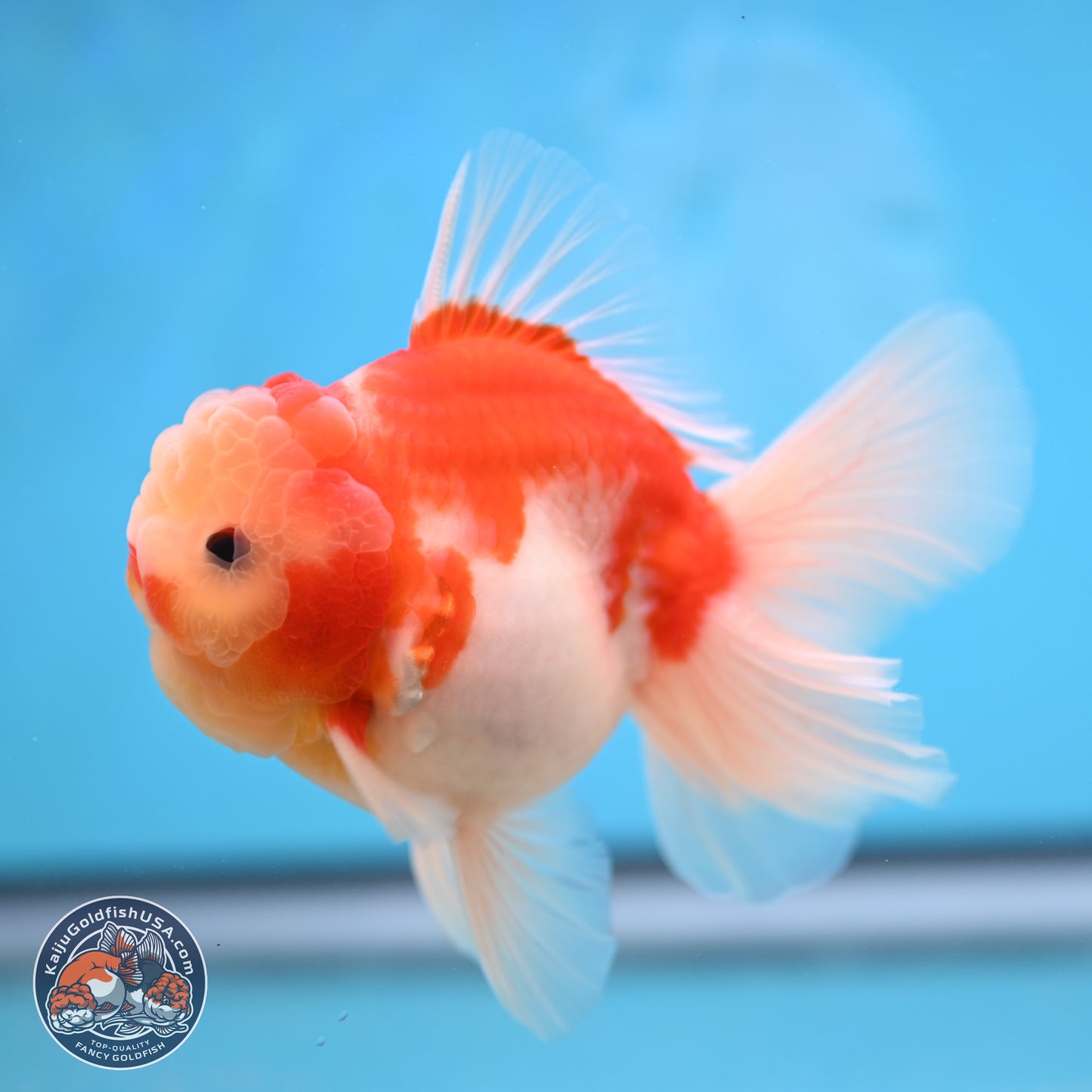 Sakura Rose Tail Oranda 3.5 inches Body - Male (250207_OR03)