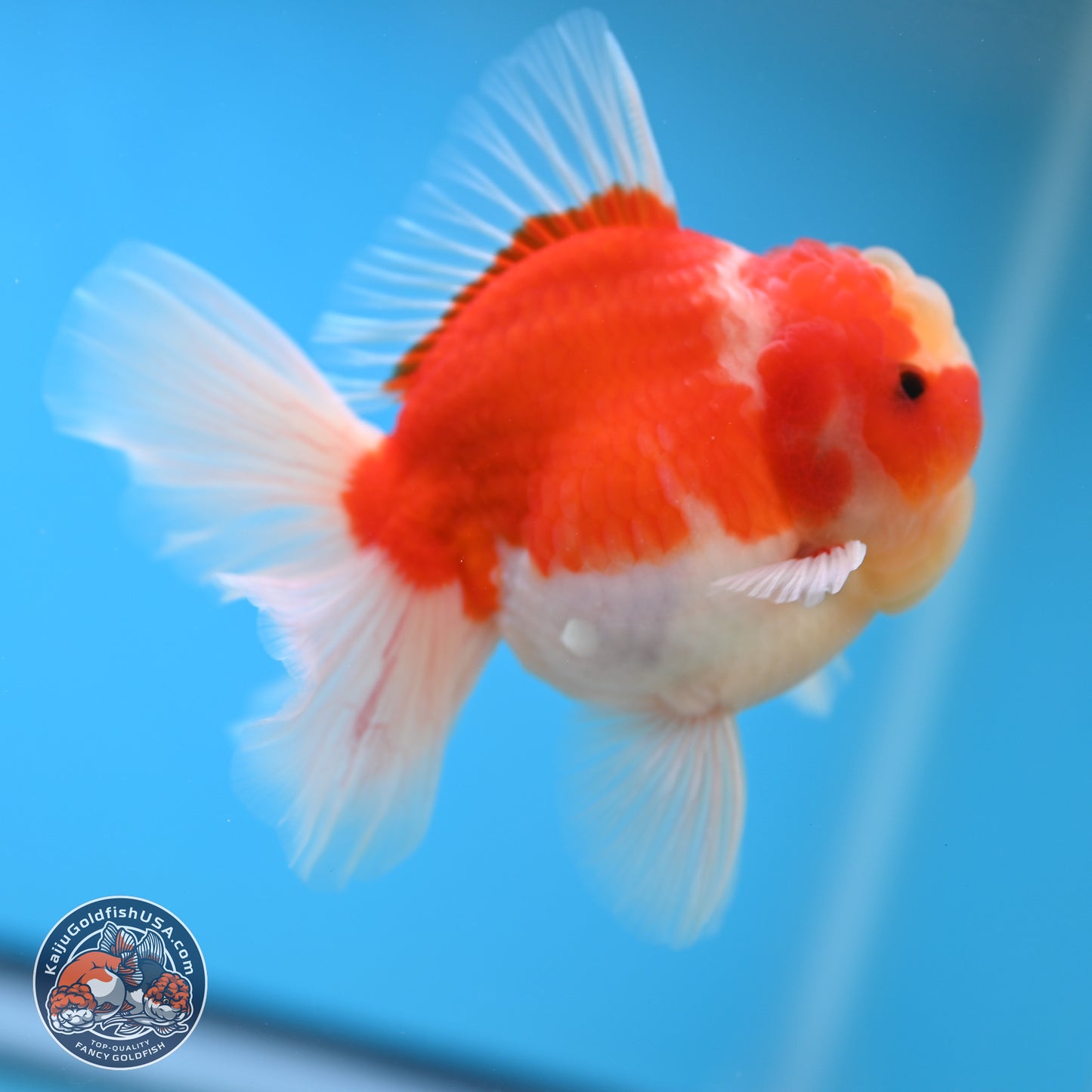 Sakura Rose Tail Oranda 3.5 inches Body - Male (250207_OR03)