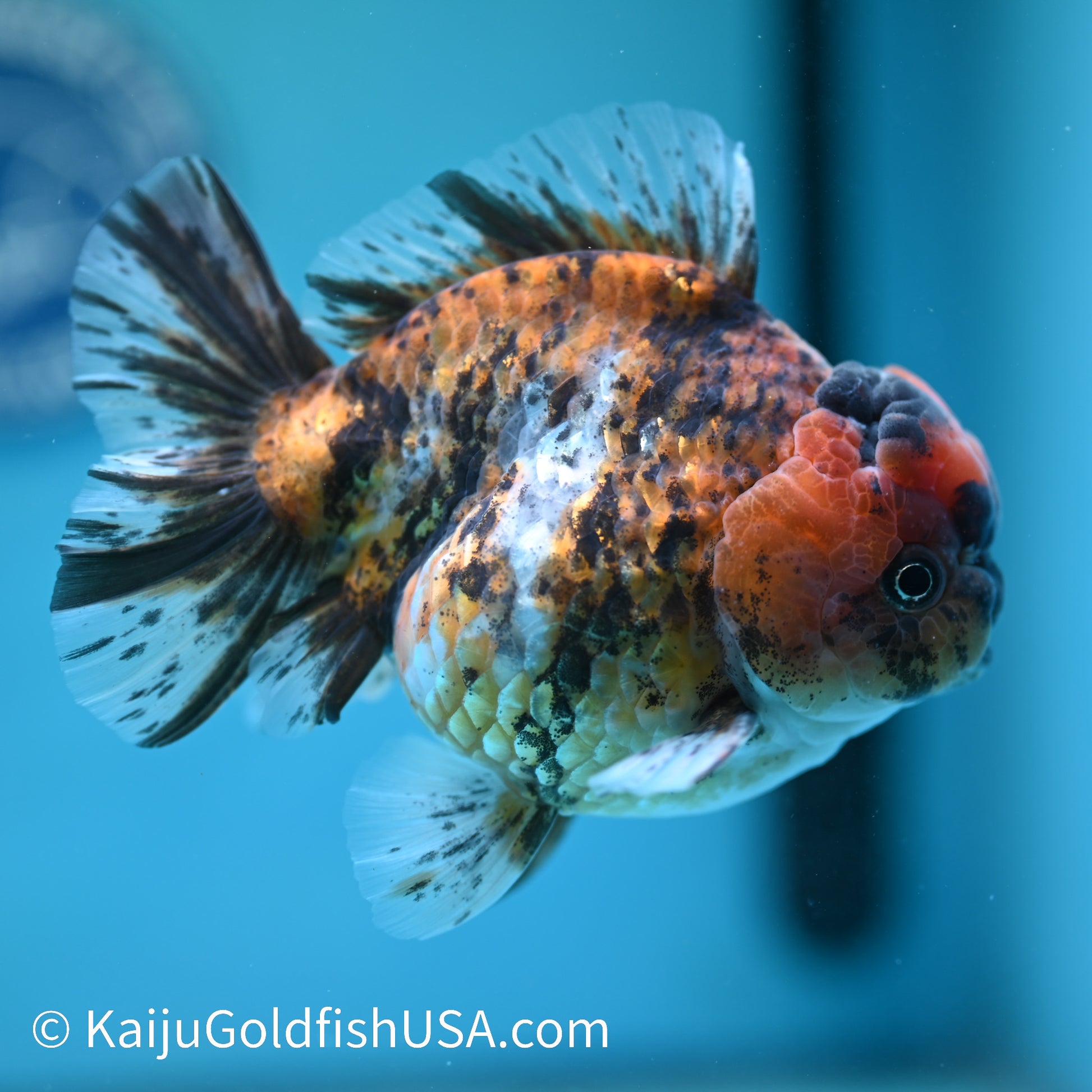 Tricolor Tiger YuanBao Oranda 4.5 inches (240412_OR03) - Kaiju Goldfish USA