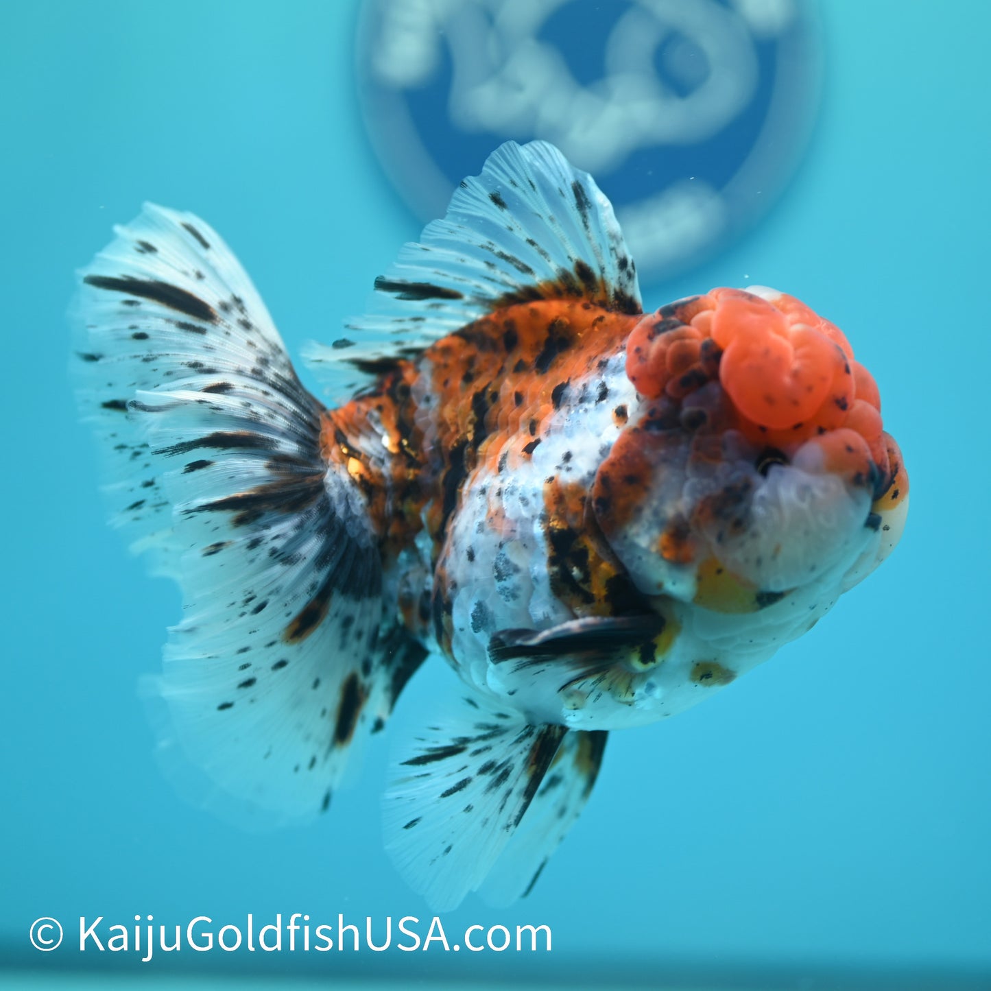 Calico Rose Tail Oranda 5-5.5 inches (240329_OR03) - Kaiju Goldfish USA