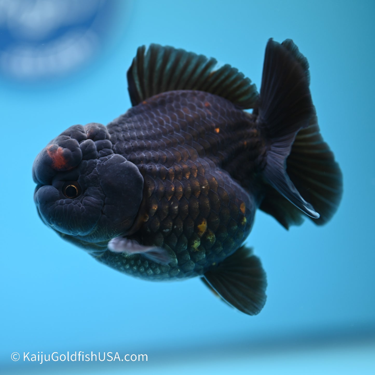 Red/Black YuanBao Oranda 4 inches (240517_OR03) - Kaiju Goldfish USA