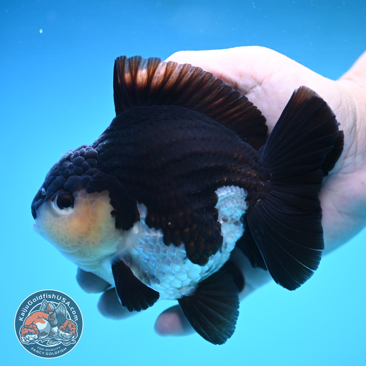 Panda Oranda 4 inch Body (250905_OR03)