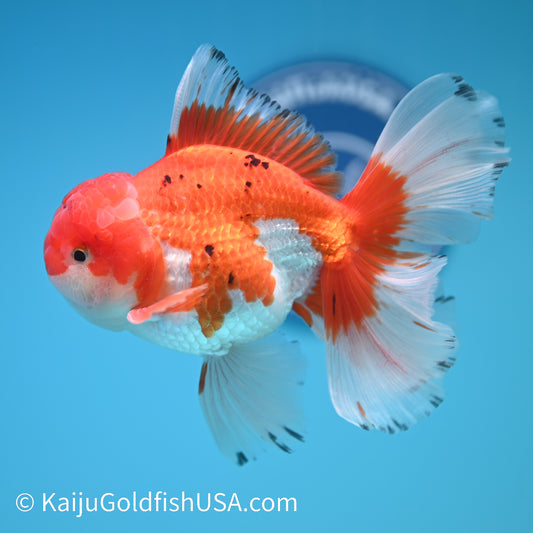 Rose Tail Red White Oranda 4.5-5 inches (240322_OR3) - Kaiju Goldfish USA