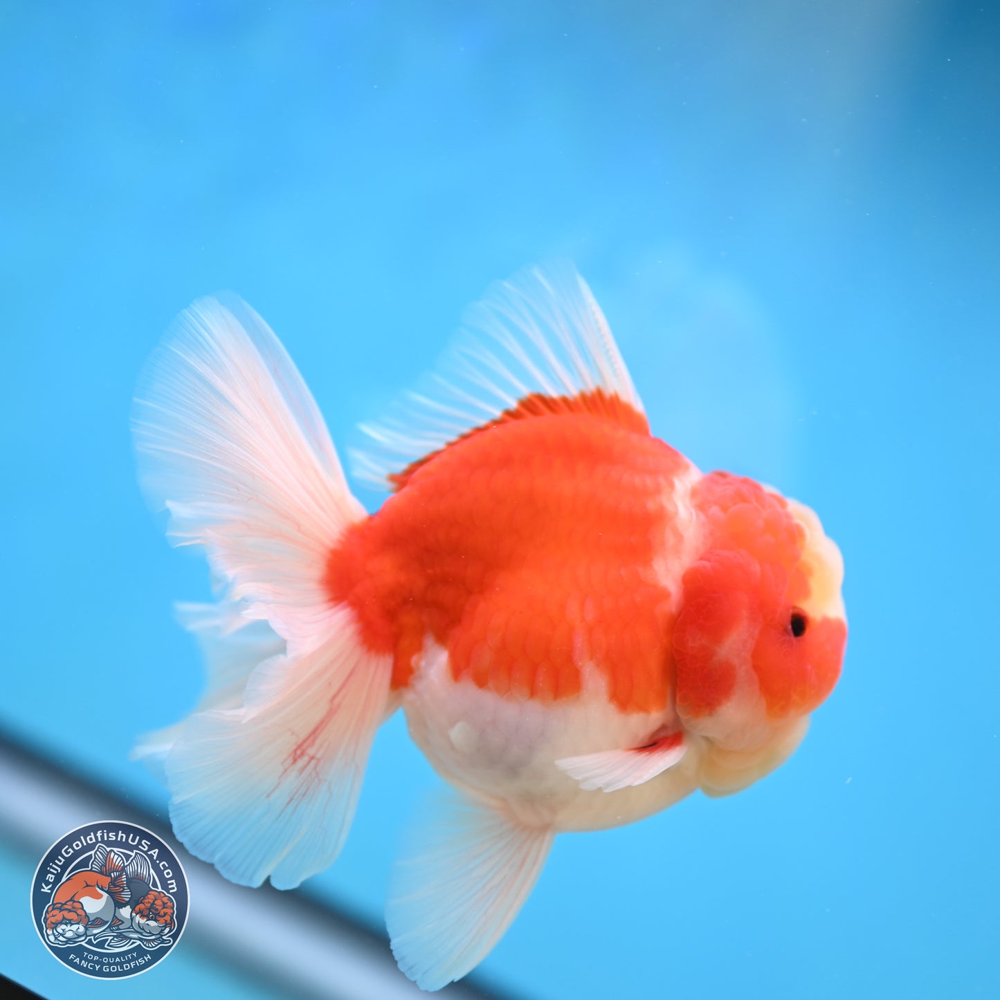 Sakura Rose Tail Oranda 3.5 inches Body - Male (250207_OR03)