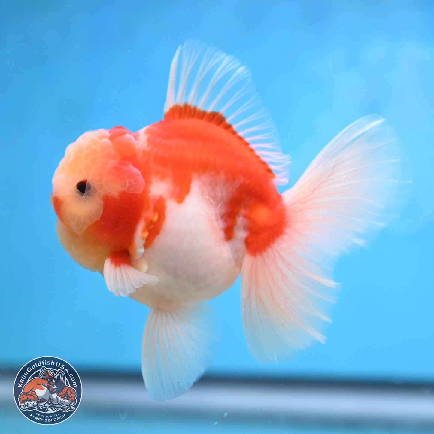 Sakura Rose Tail Oranda 3.5 inches Body - Male (250207_OR03)