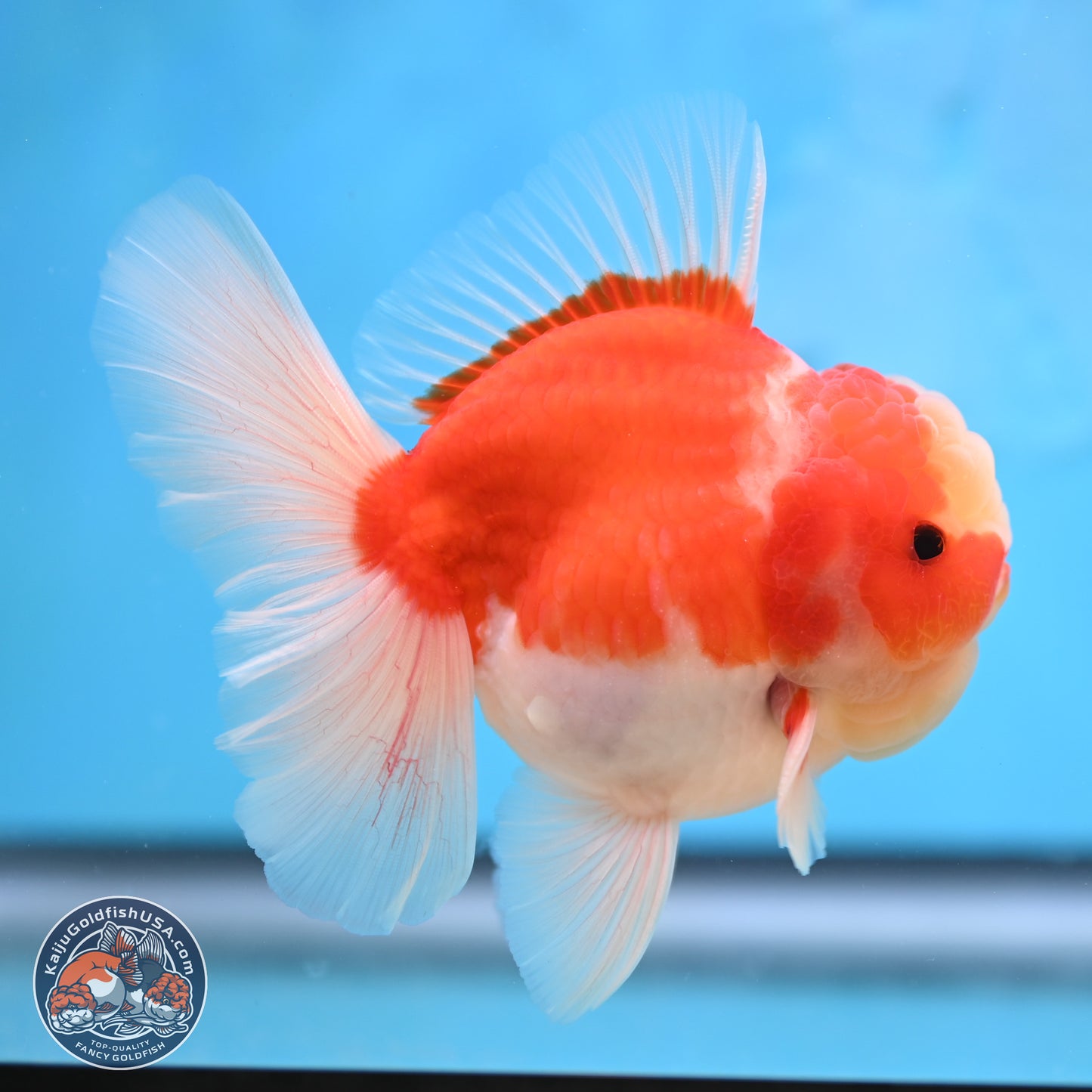 Sakura Rose Tail Oranda 3.5 inches Body - Male (250207_OR03)