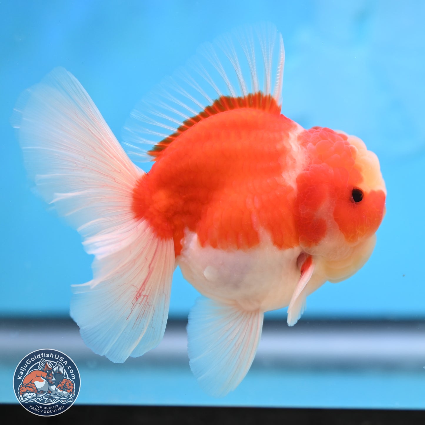 Sakura Rose Tail Oranda 3.5 inches Body - Male (250207_OR03)