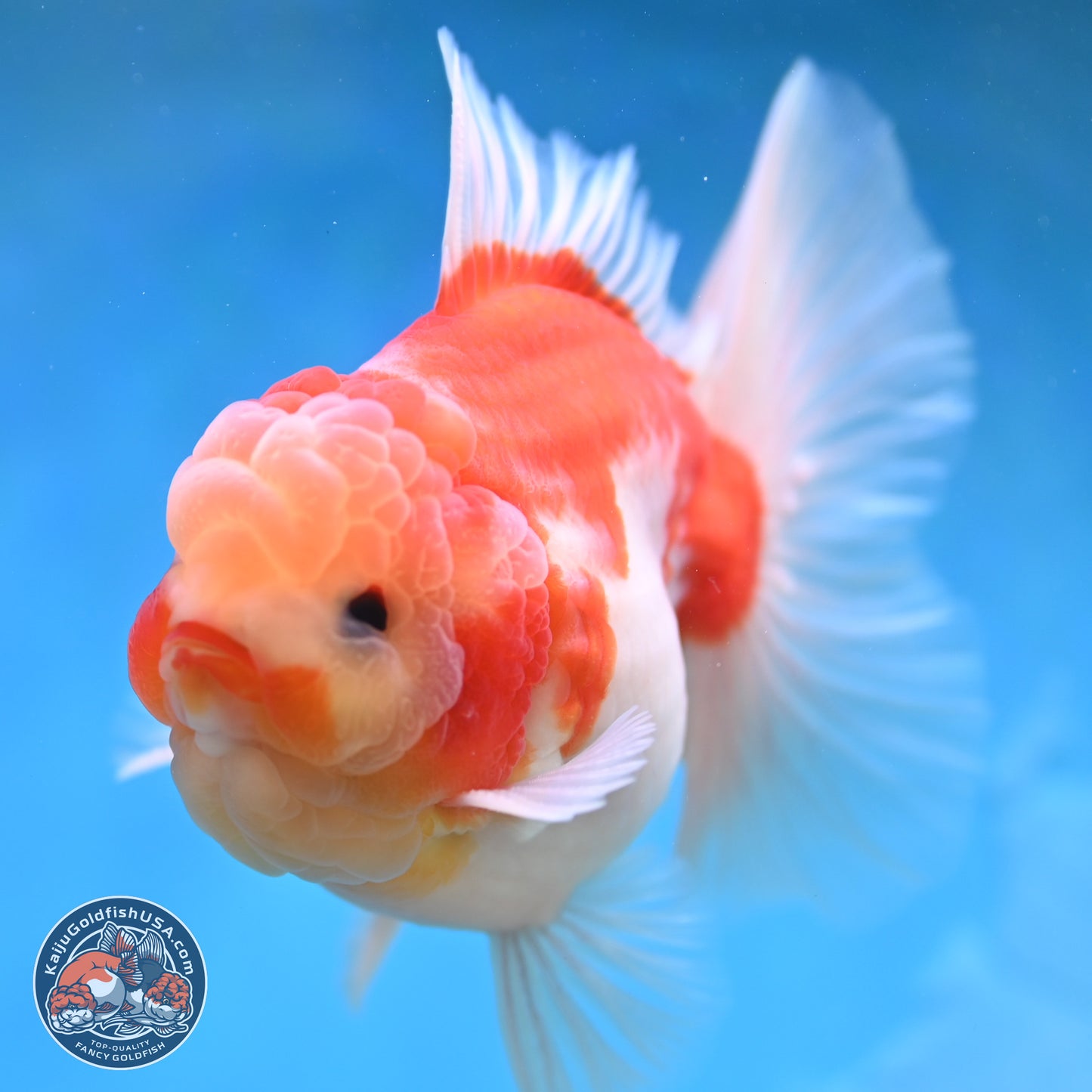 Sakura Rose Tail Oranda 3.5 inches Body - Male (250207_OR03)