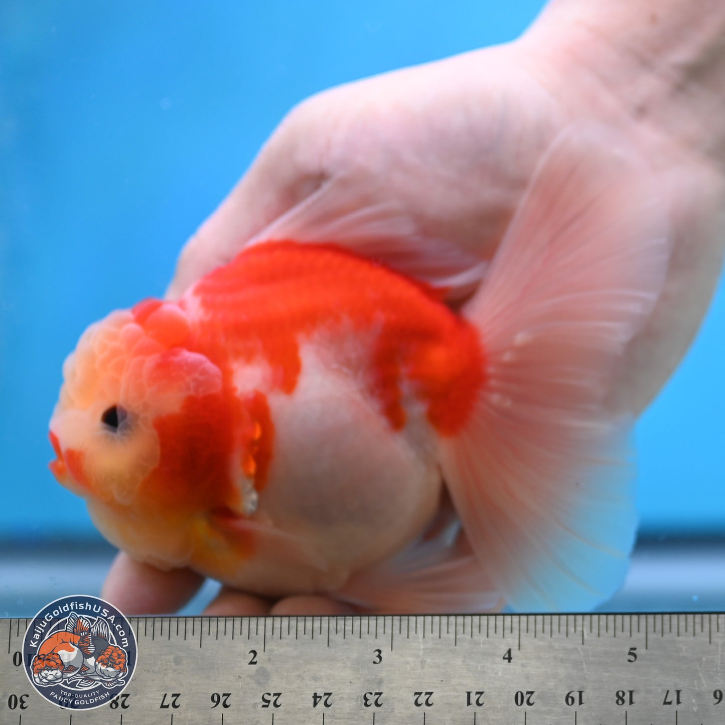 Sakura Rose Tail Oranda 3.5 inches Body - Male (250207_OR03)