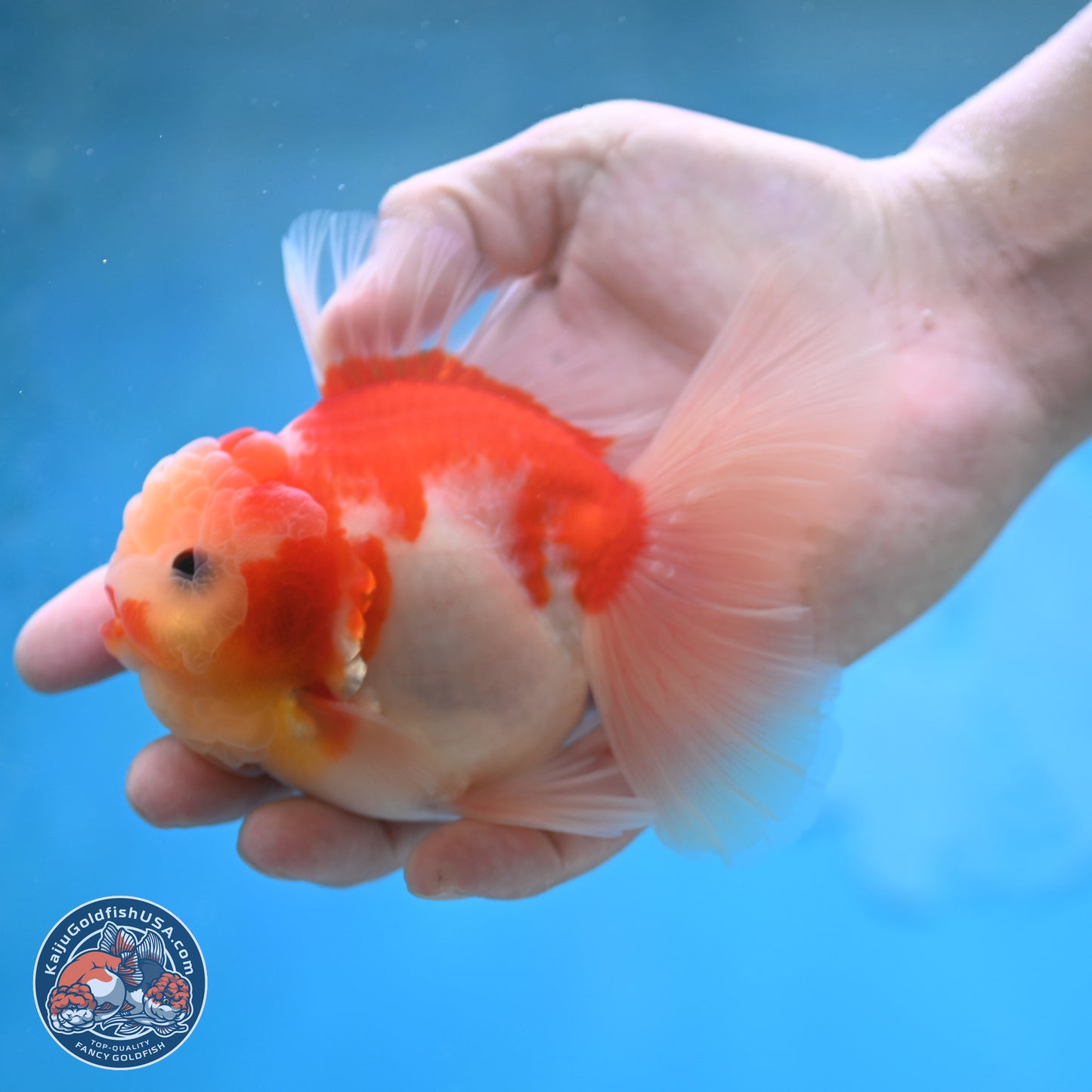 Sakura Rose Tail Oranda 3.5 inches Body - Male (250207_OR03)