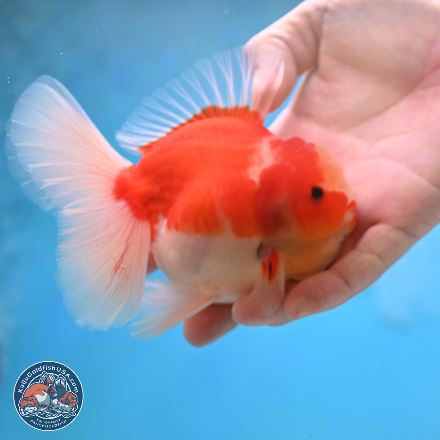 Sakura Rose Tail Oranda 3.5 inches Body - Male (250207_OR03)