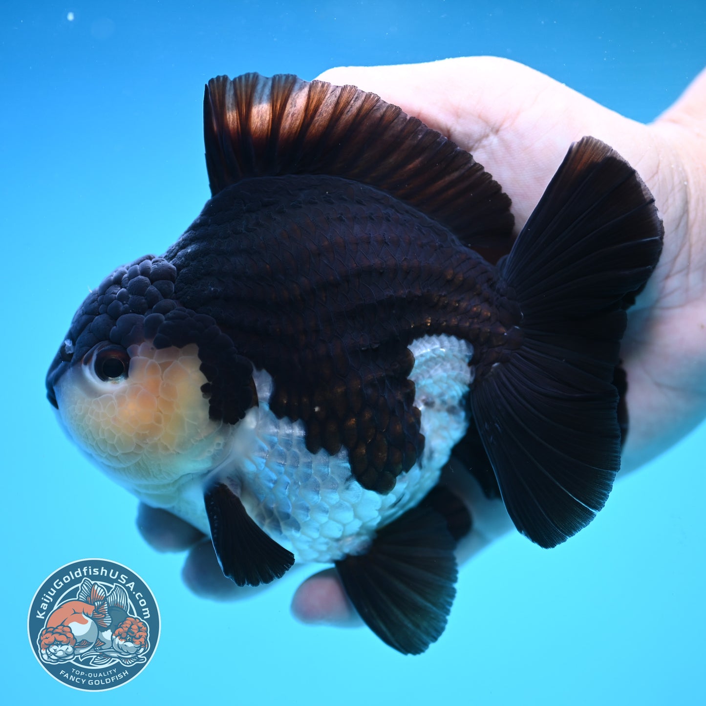 Panda Oranda 4 inch Body (250905_OR03)
