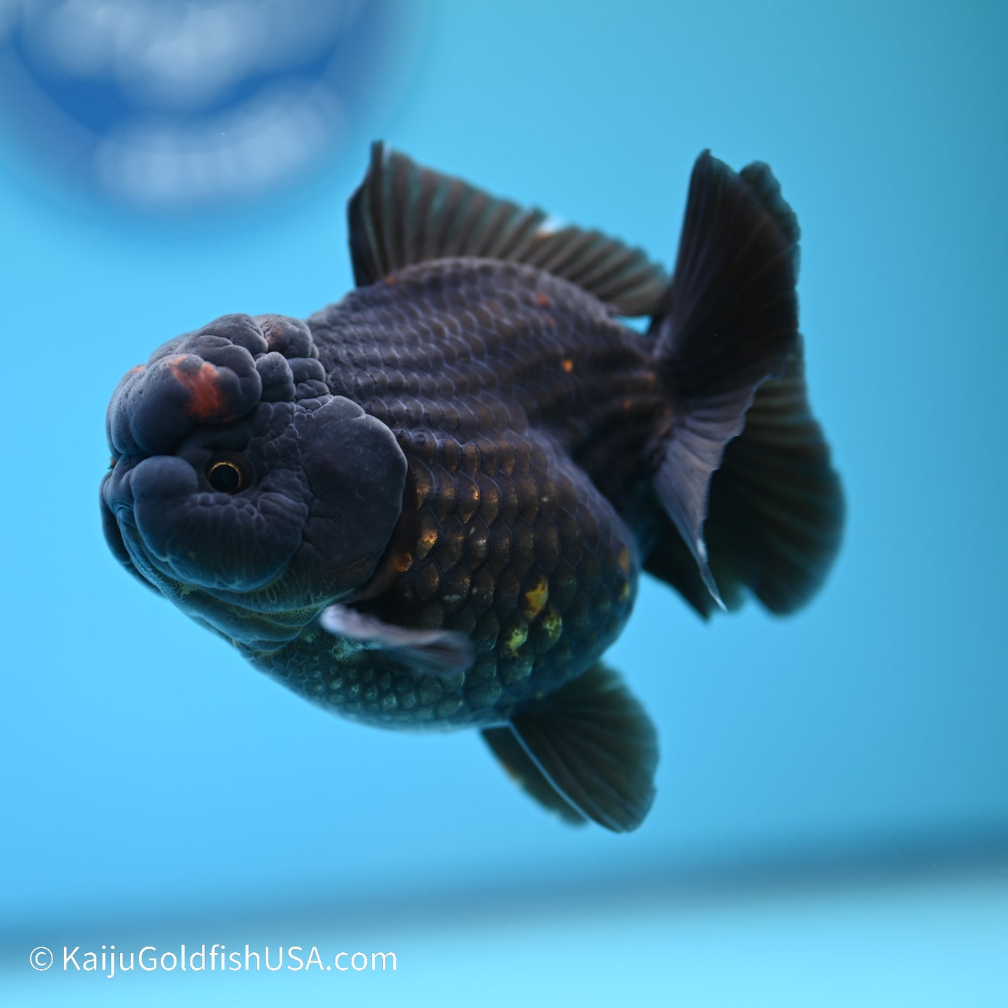 Red/Black YuanBao Oranda 4 inches (240517_OR03) - Kaiju Goldfish USA