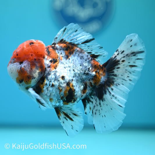 Calico Rose Tail Oranda 5-5.5 inches (240329_OR03) - Kaiju Goldfish USA
