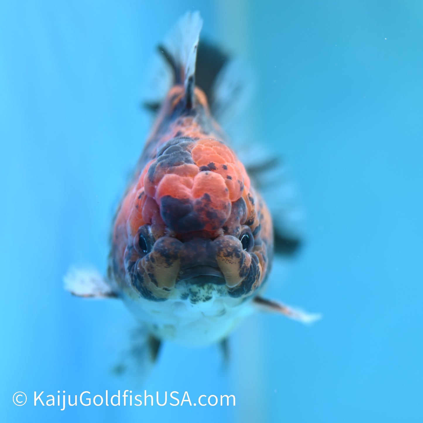 Tricolor Tiger YuanBao Oranda 4.5 inches (240412_OR03) - Kaiju Goldfish USA