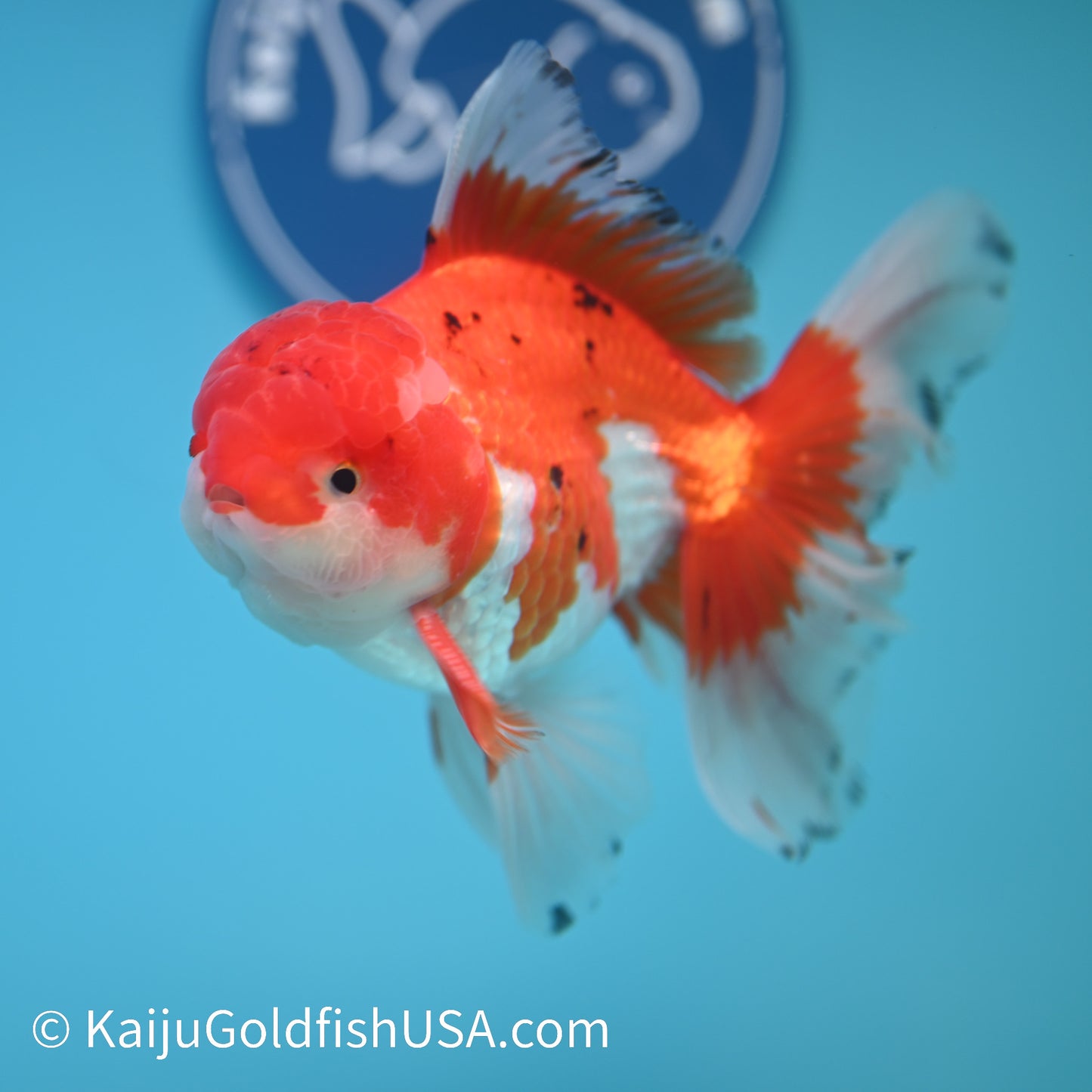 Rose Tail Red White Oranda 4.5-5 inches (240322_OR3) - Kaiju Goldfish USA