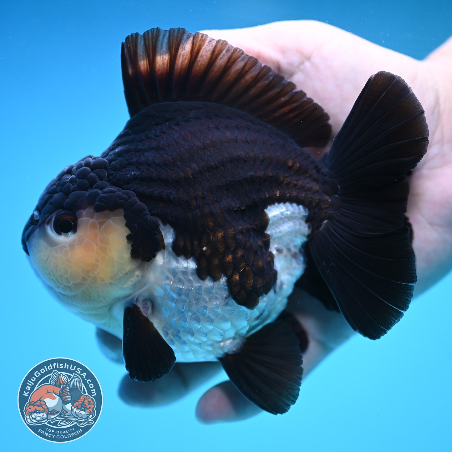 Panda Oranda 4 inch Body (250905_OR03)