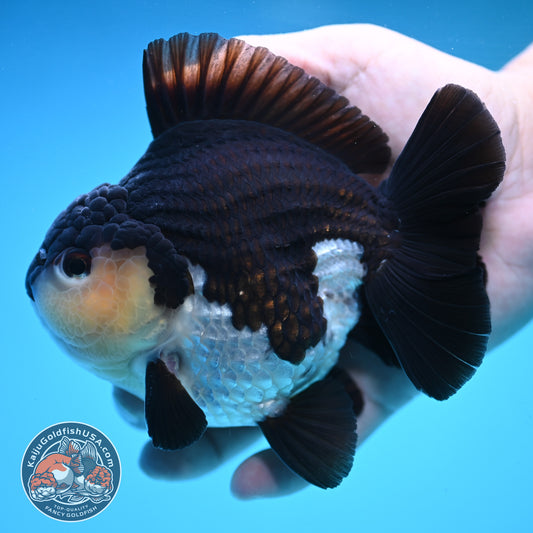 Panda Oranda 4 inch Body (250905_OR03)