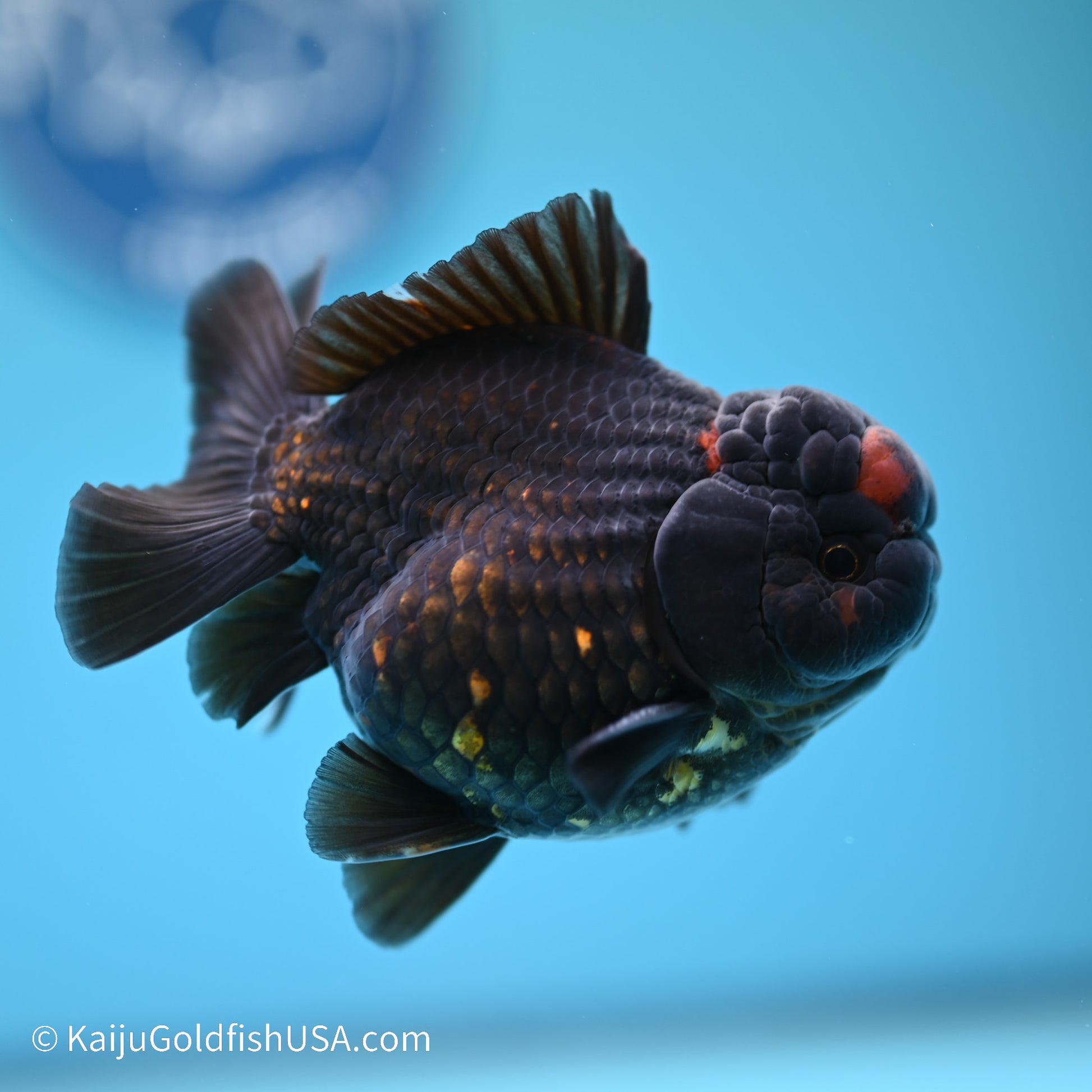 Red/Black YuanBao Oranda 4 inches (240517_OR03) - Kaiju Goldfish USA