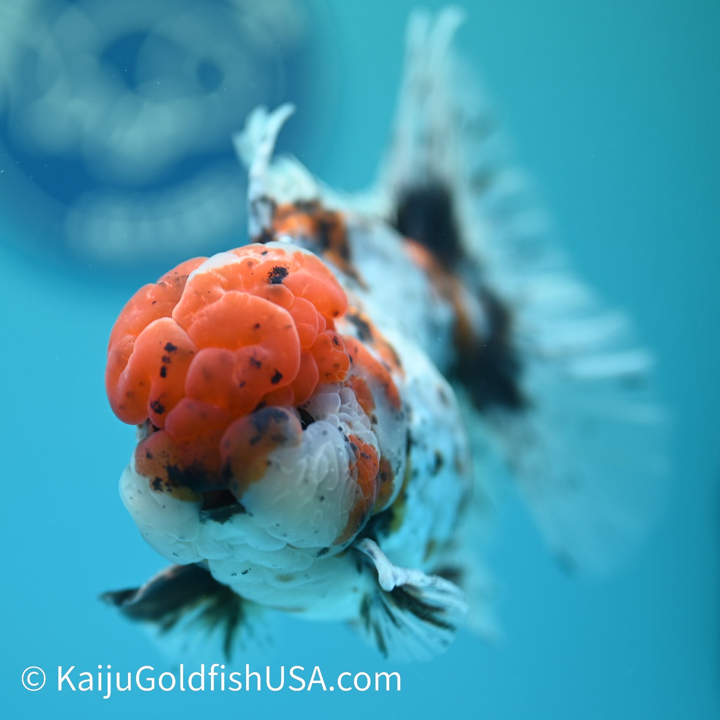 Calico Rose Tail Oranda 5-5.5 inches (240329_OR03) - Kaiju Goldfish USA