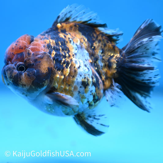 Tricolor Tiger YuanBao Oranda 4.5 inches (240412_OR03) - Kaiju Goldfish USA