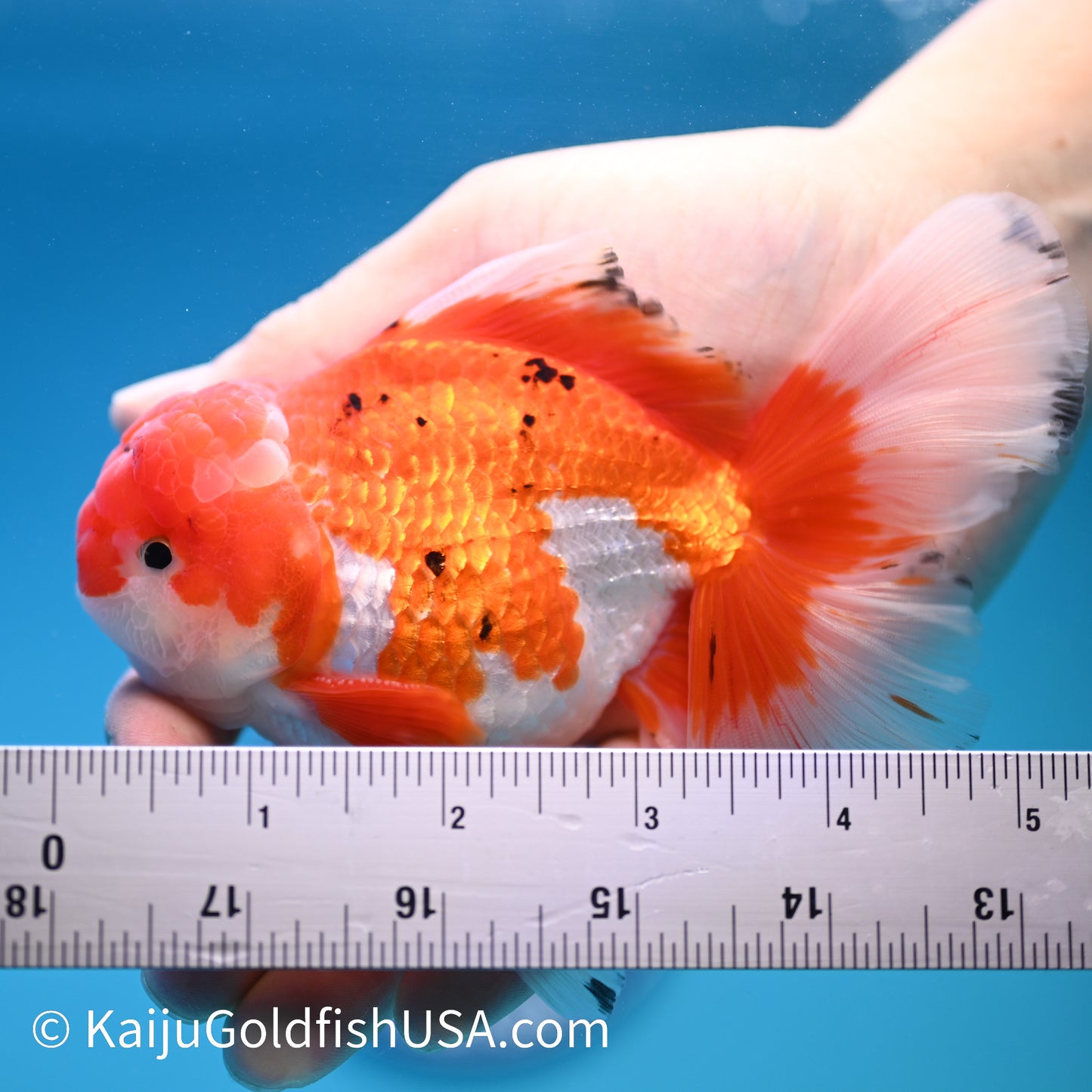 Rose Tail Red White Oranda 4.5-5 inches (240322_OR3) - Kaiju Goldfish USA