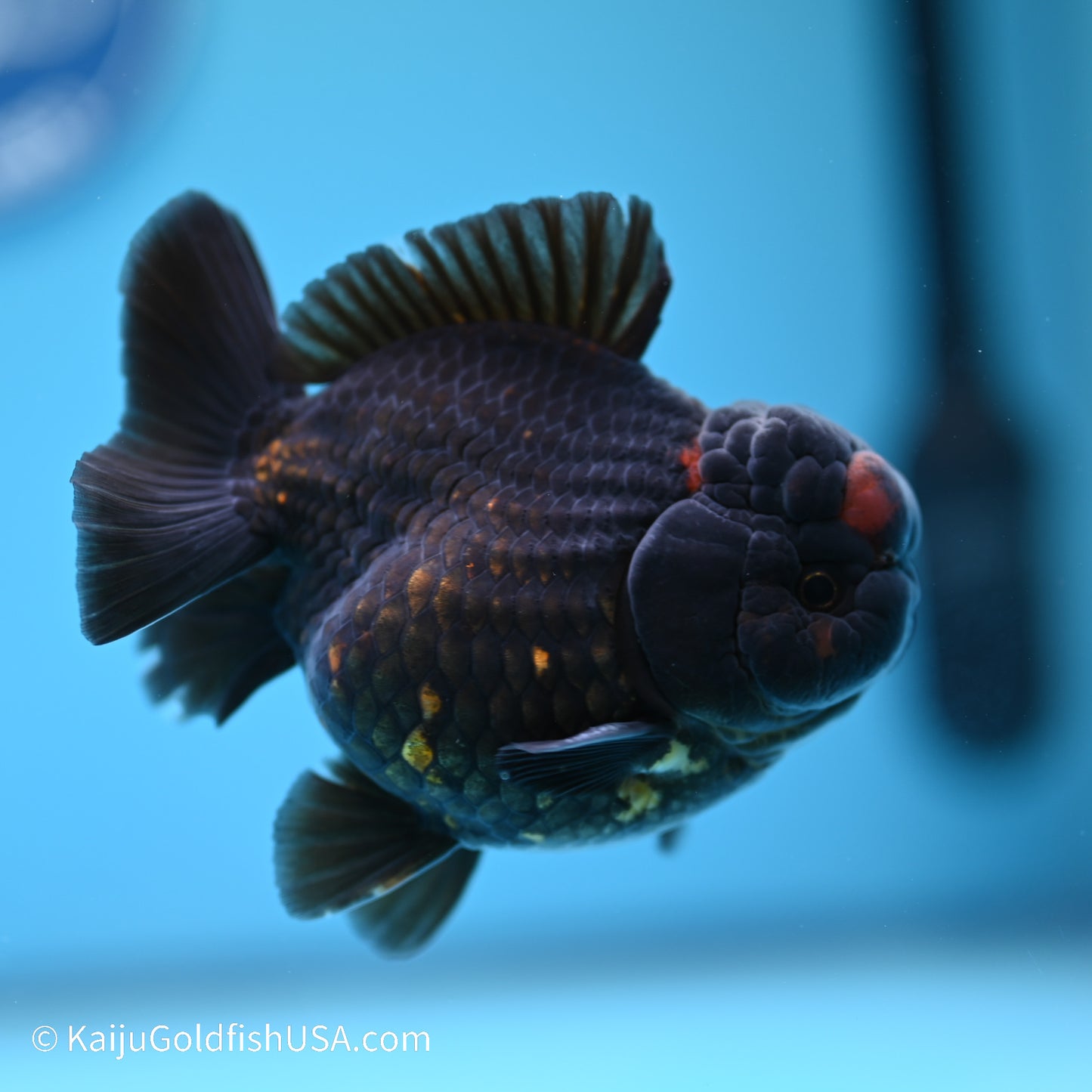 Red/Black YuanBao Oranda 4 inches (240517_OR03) - Kaiju Goldfish USA