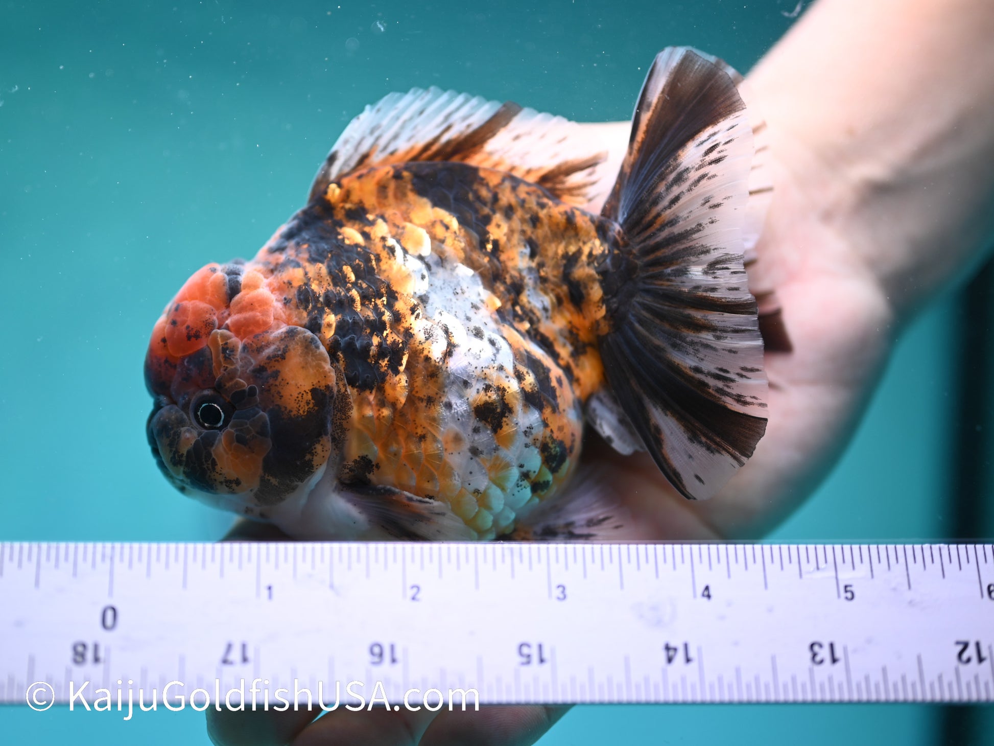 Tricolor Tiger YuanBao Oranda 4.5 inches (240412_OR03) - Kaiju Goldfish USA