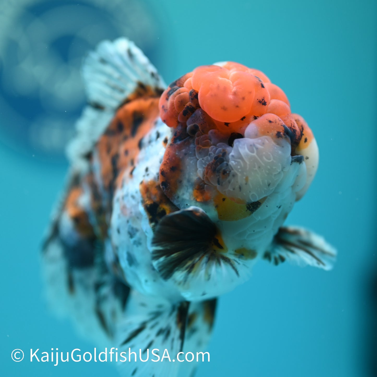 Calico Rose Tail Oranda 5-5.5 inches (240329_OR03) - Kaiju Goldfish USA