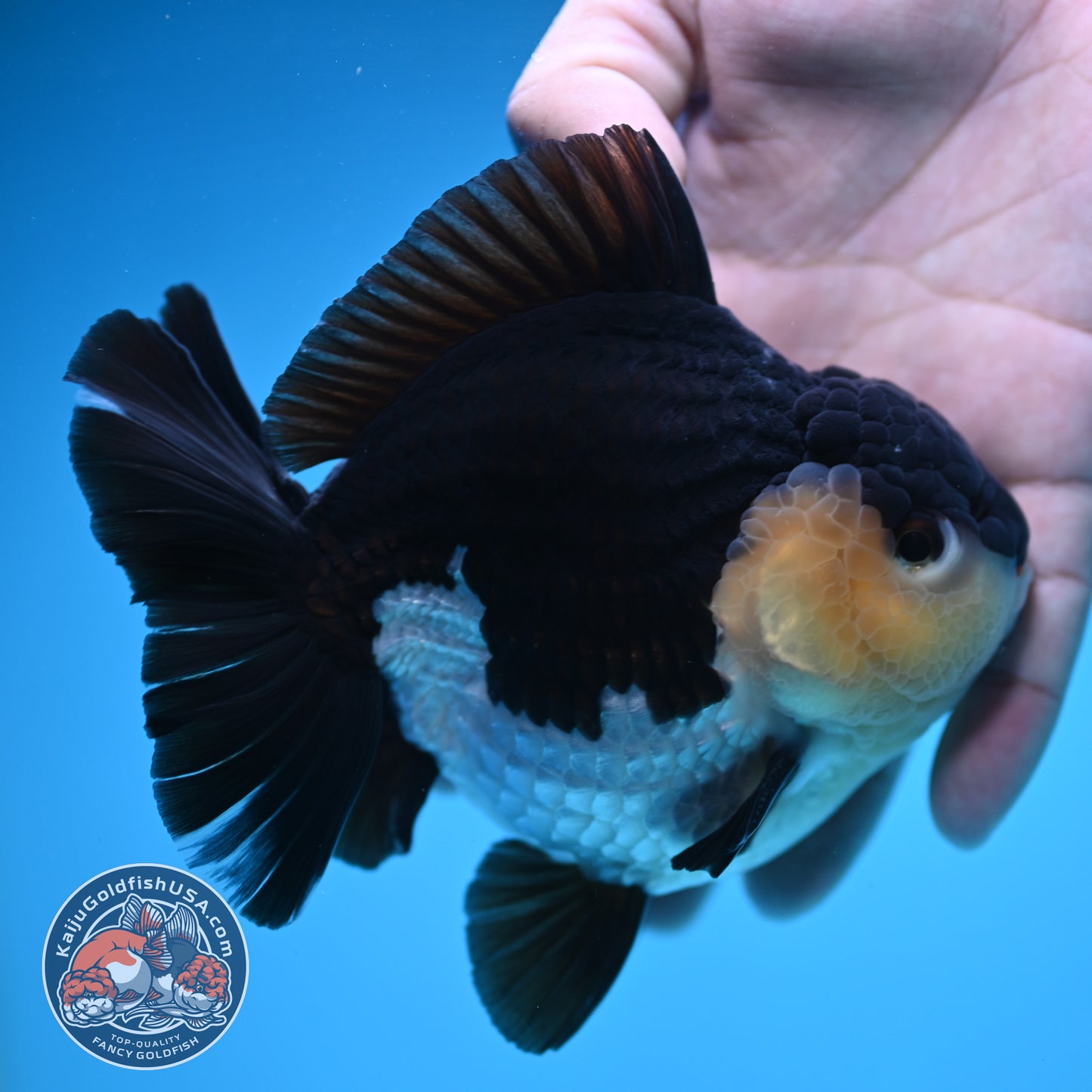 Panda Oranda 4 inch Body (250905_OR03)