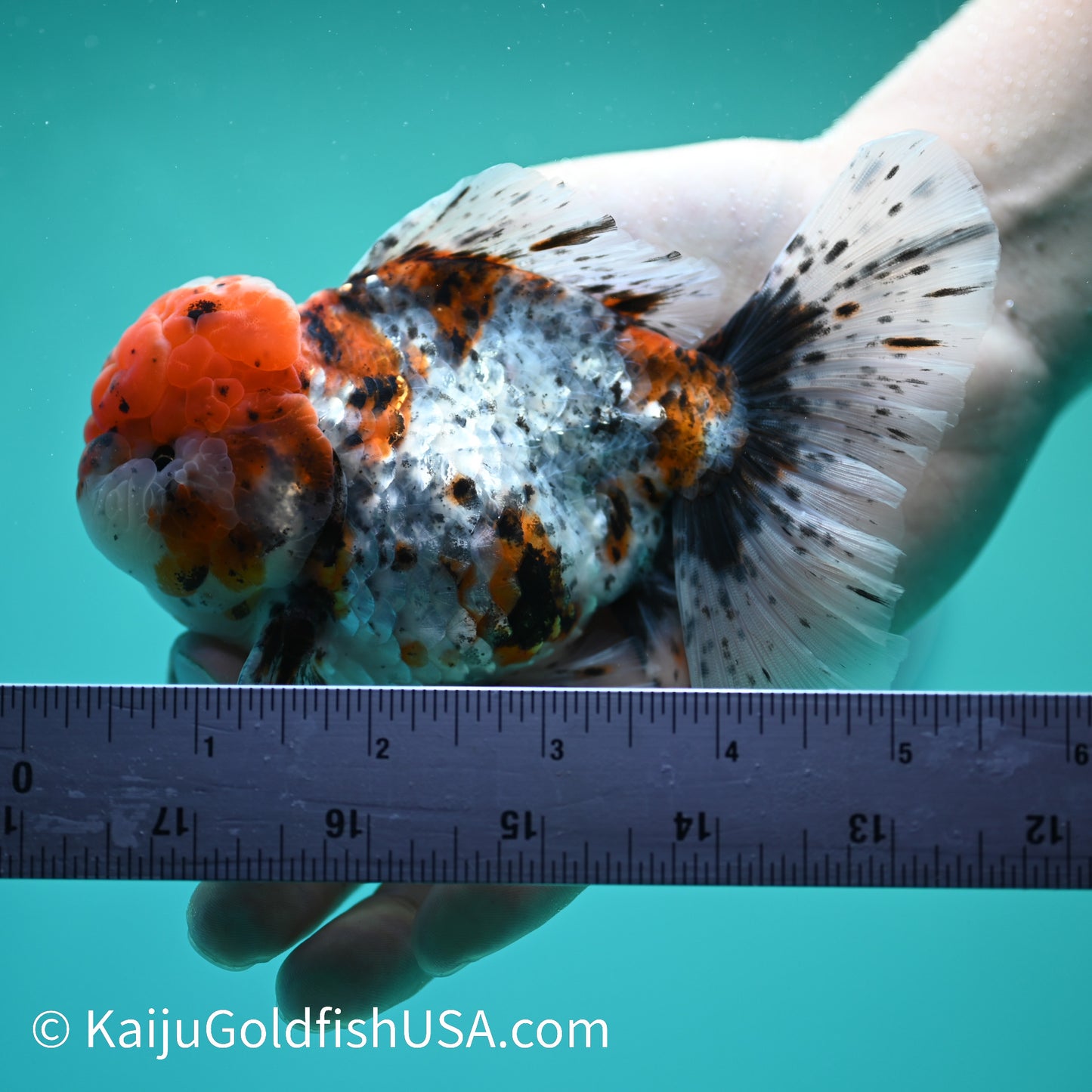 Calico Rose Tail Oranda 5-5.5 inches (240329_OR03) - Kaiju Goldfish USA