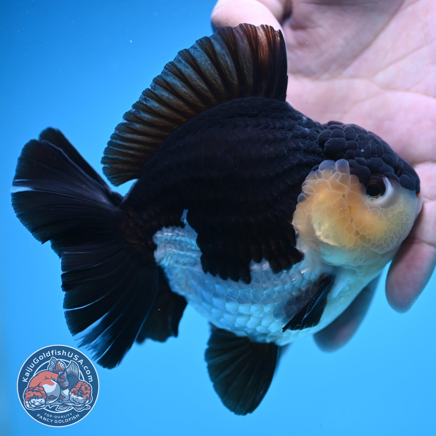 Panda Oranda 4 inch Body (250905_OR03)