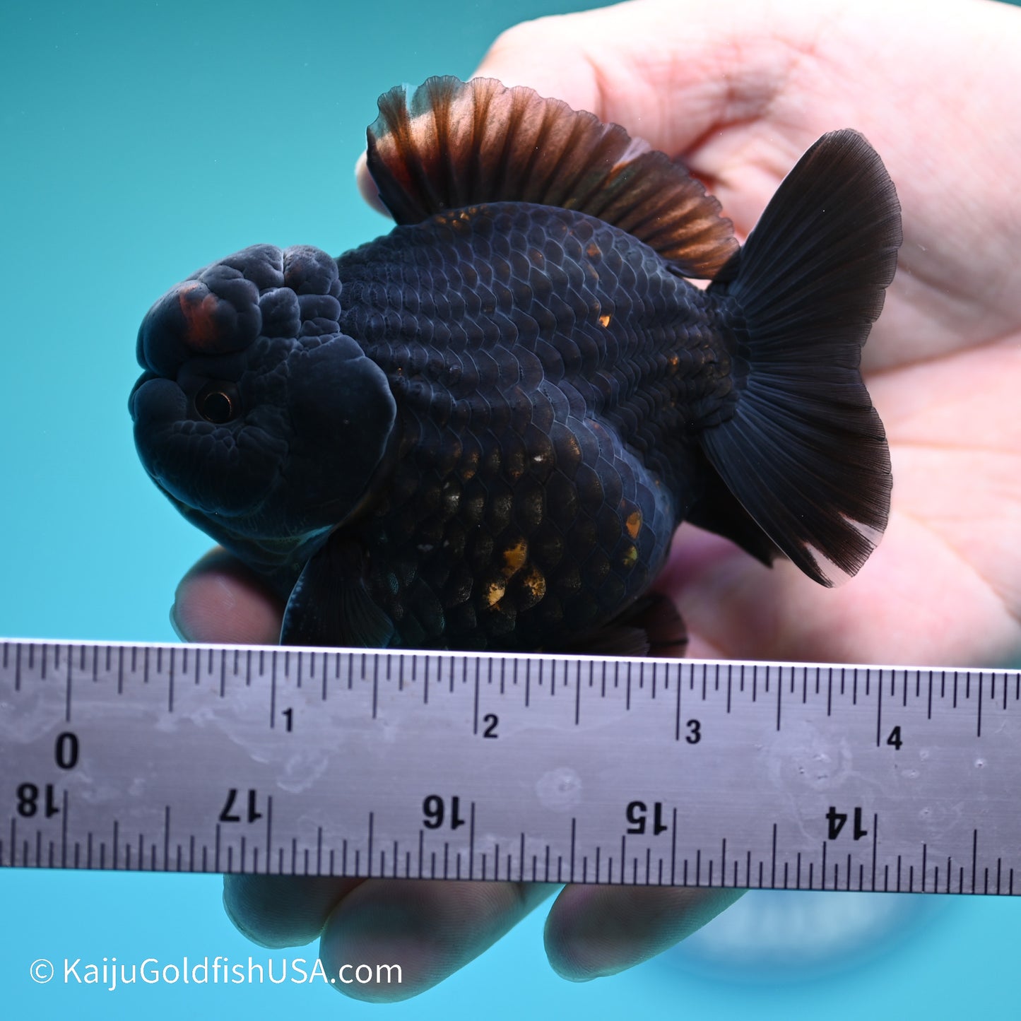 Red/Black YuanBao Oranda 4 inches (240517_OR03) - Kaiju Goldfish USA