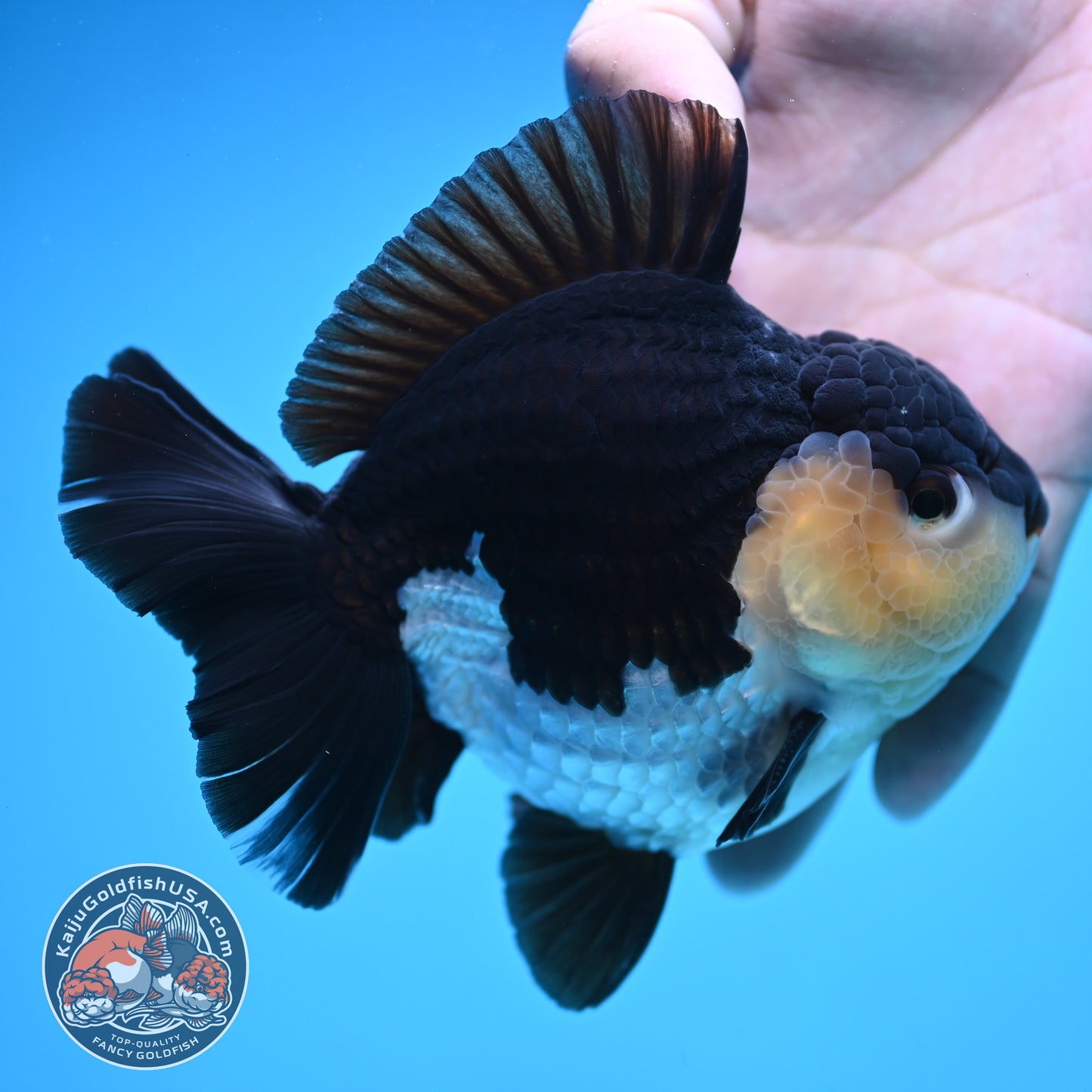 Panda Oranda 4 inch Body (250905_OR03)