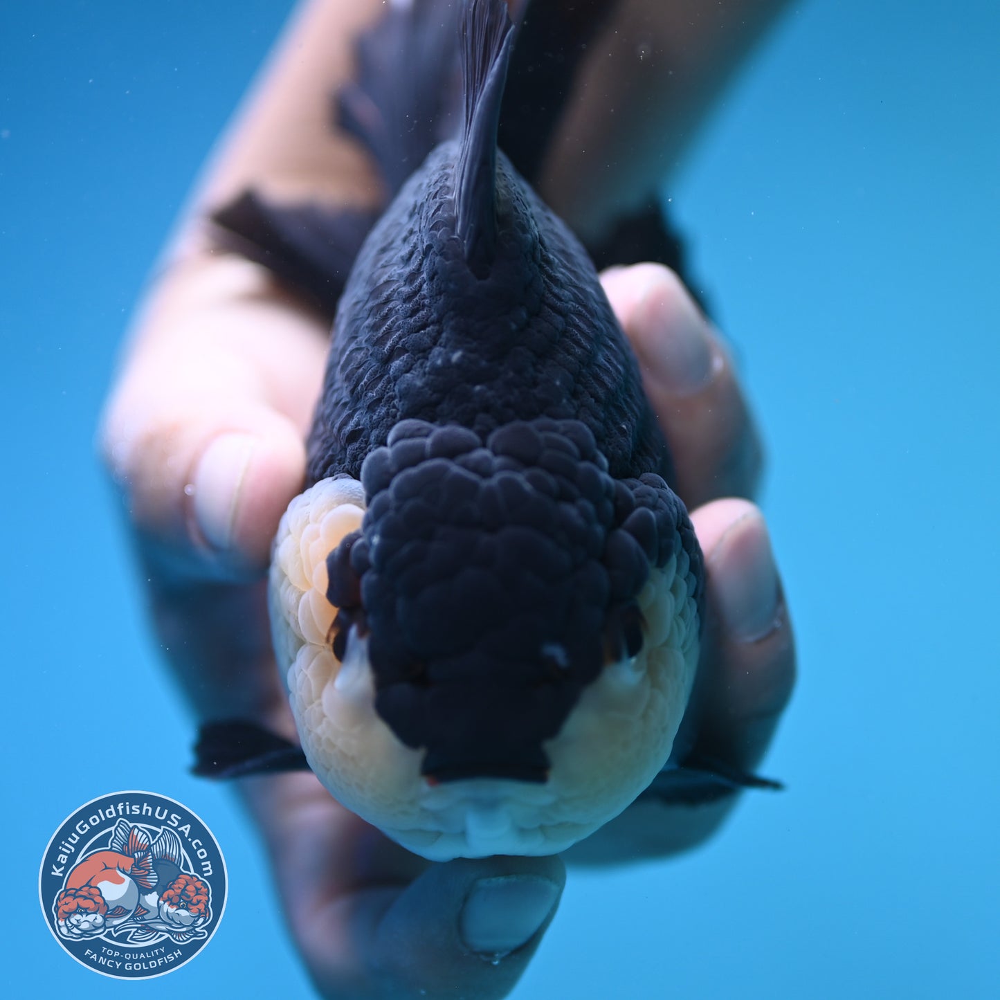 Panda Oranda 4 inch Body (250905_OR03)