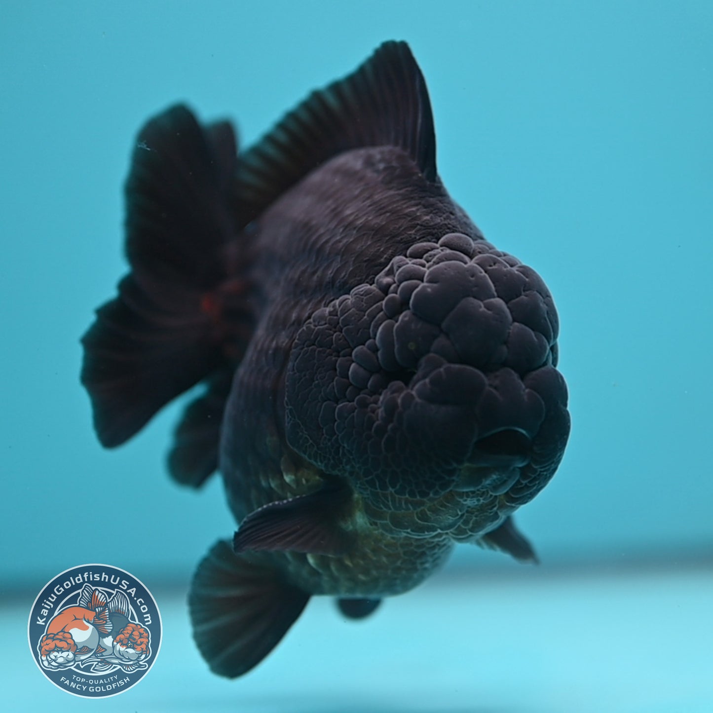 Jet Black Oranda 3.8 inch Body (250613_OR03)