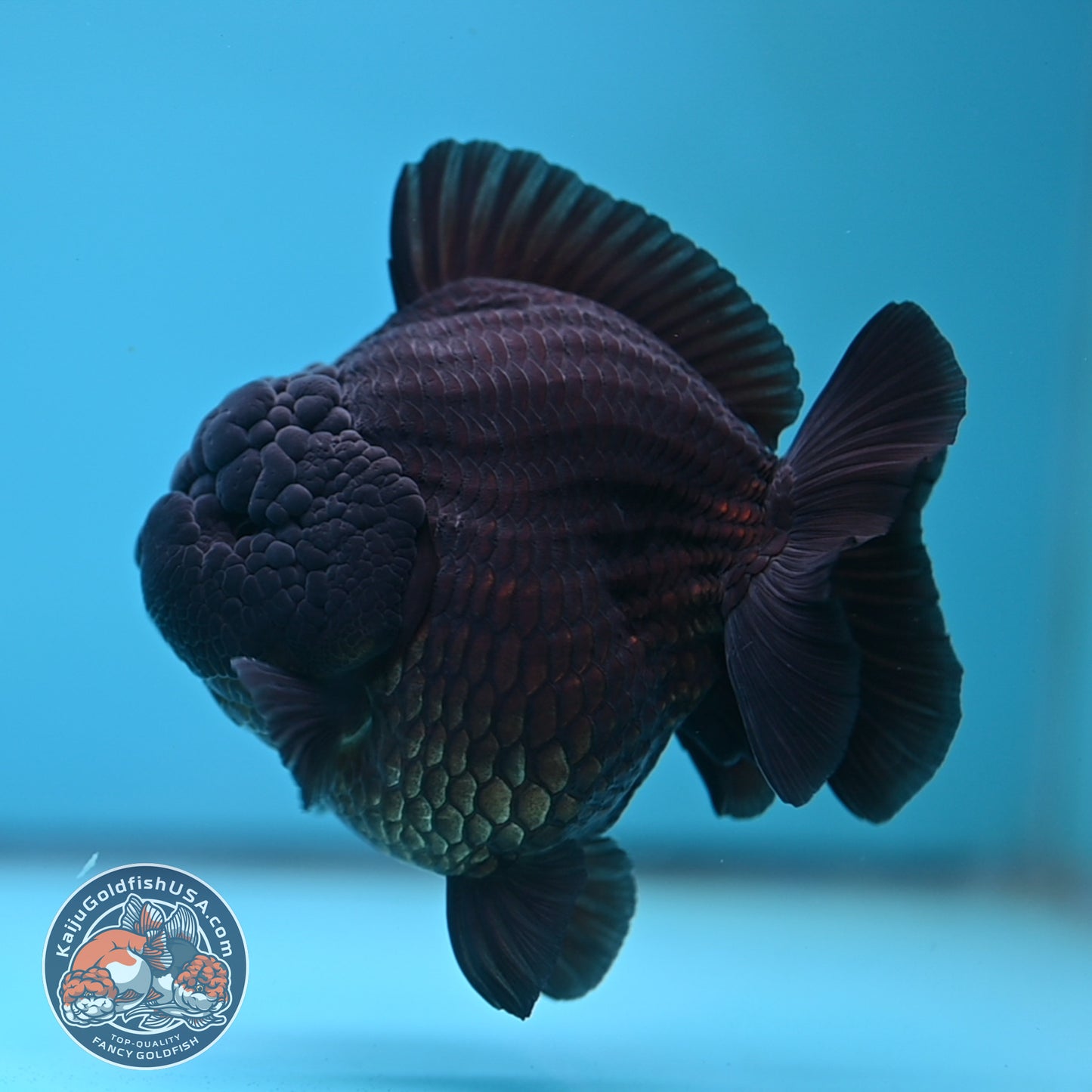 Jet Black Oranda 3.8 inch Body (250613_OR03)