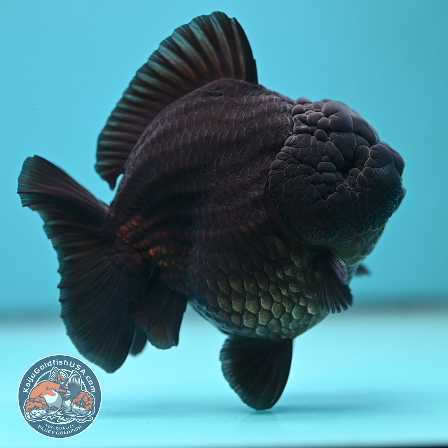 Jet Black Oranda 3.8 inch Body (250613_OR03)