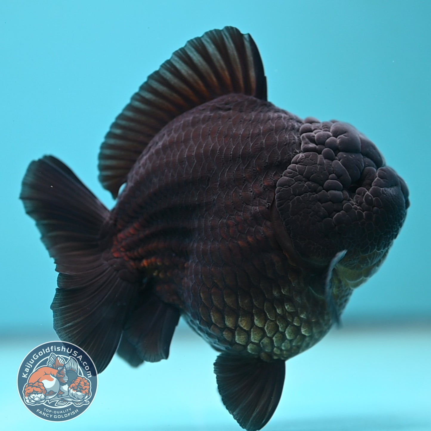 Jet Black Oranda 3.8 inch Body (250613_OR03)